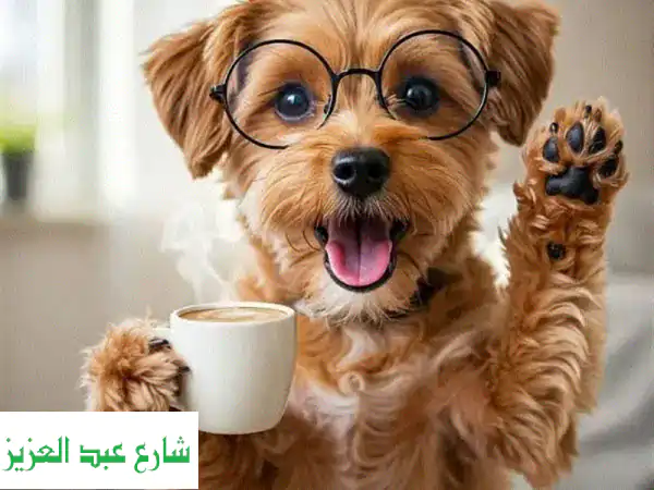 تدريب كلابك المحترف في بيتك!  نتائج مضمونة أمام عينيك.