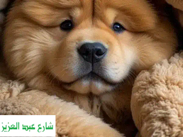 تدريب كلاب