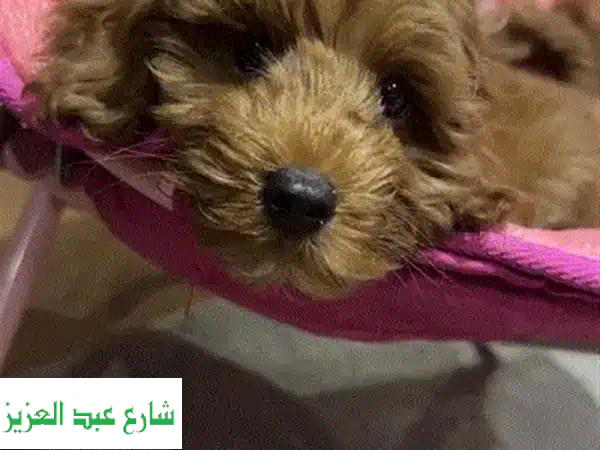Miniature poodle