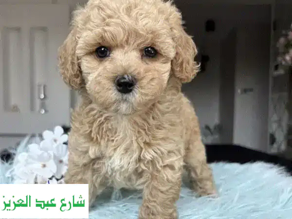 Miniature poodle