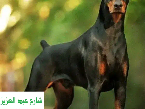 تدريب كلابك الاحترافي في بيتك! 🐶 نتائج مضمونة...