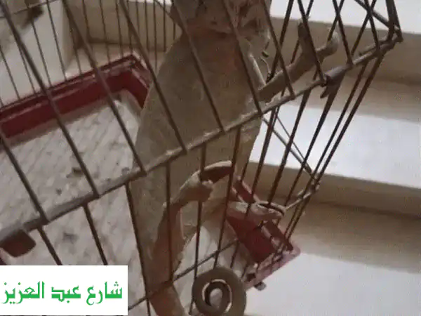 حرباء للبيع + قفصها! فرصة رائعة لعشاق الزواحف