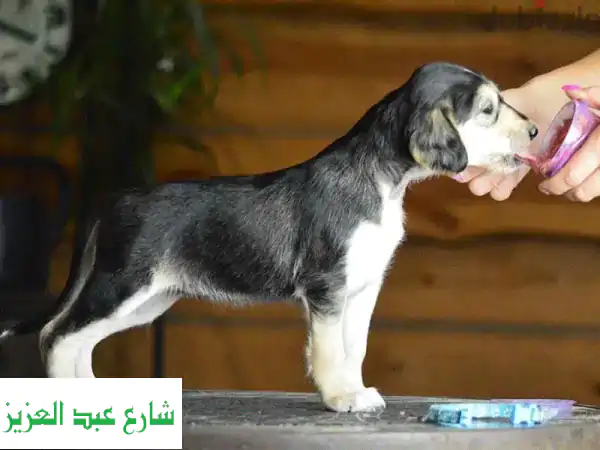 سلوقي أنثى مستوردة (عرض فريد) - جودة عالية وسعر مميز!