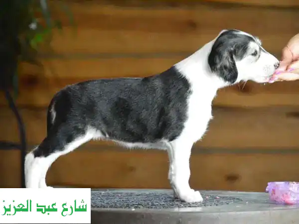سلوقي أنثى مستوردة (عرض فريد) - جودة عالية وسعر مميز!