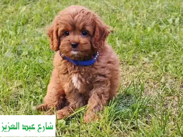 كافابو ذكر ساحر من روسيا - أنفه قصير ووجهه طفولي!