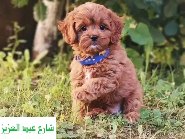 كافابو ذكر ساحر من روسيا - أنفه قصير ووجهه طفولي!