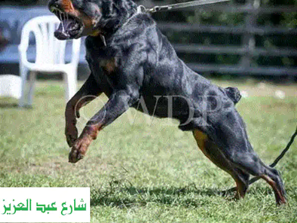 تدريب كلاب احترافي في منزلك - احصل على كلب مطيع وودود!