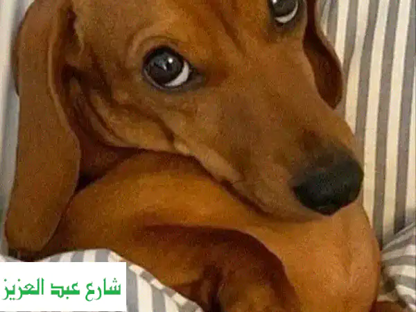 تدريب كلاب احترافي في منزلك - احصل على كلب مطيع وودود!
