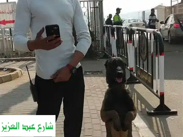 أفضل مدرب كلاب في منطقتك - طاعة، حراسة، بحث وتفتيش!