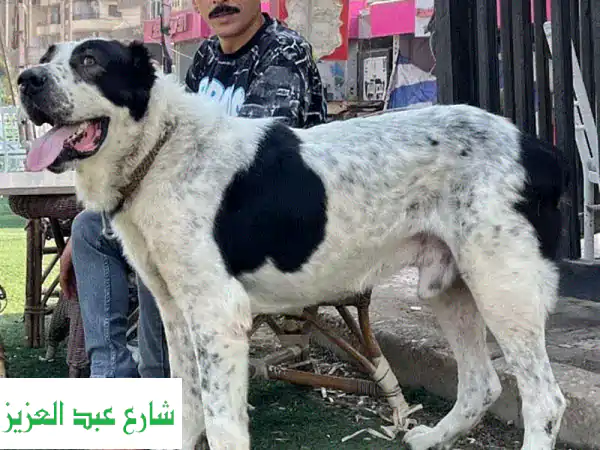 أفضل مدرب كلاب في منطقتك - طاعة، حراسة، بحث وتفتيش!
