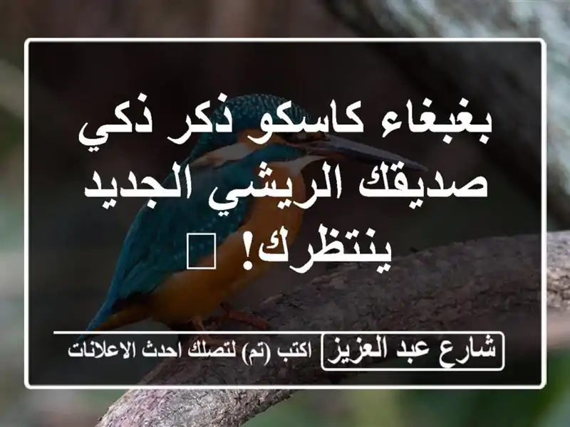 بغبغاء كاسكو ذكر ذكي - صديقك الريشي الجديد ينتظرك! 🦜