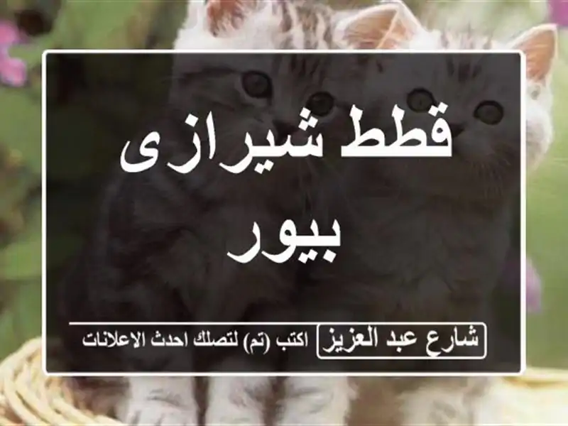 قطط شيرازى بيور
