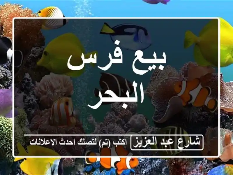 بيع فرس البحر