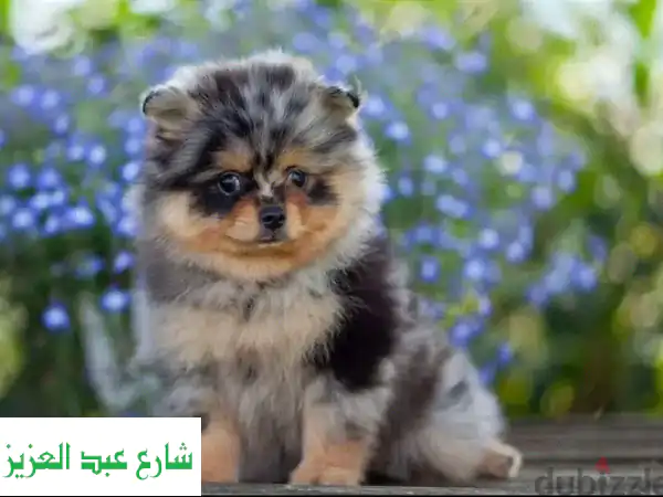 Mini Pomeranian puppy Girl from Russia