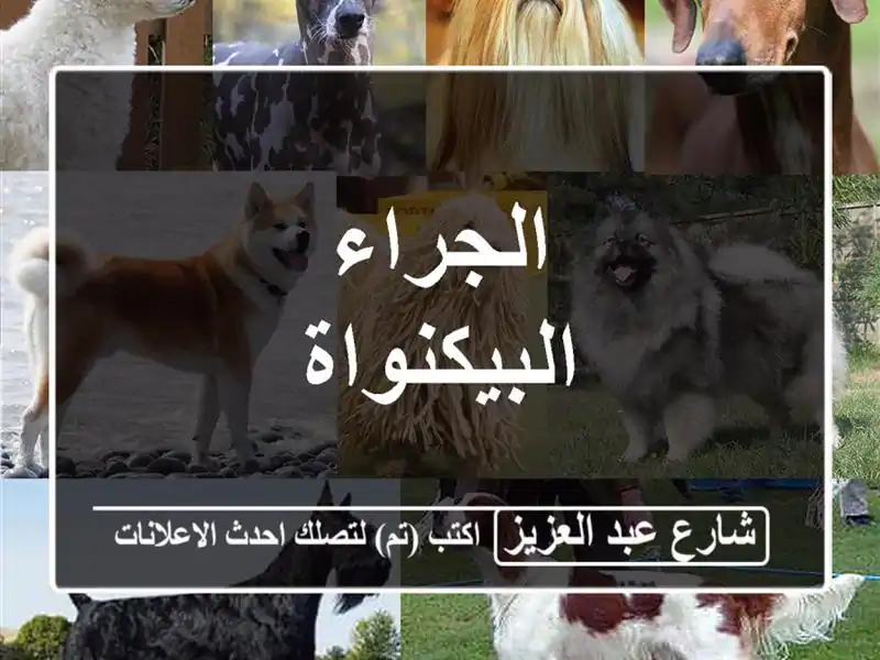 الجراء البيكنواة