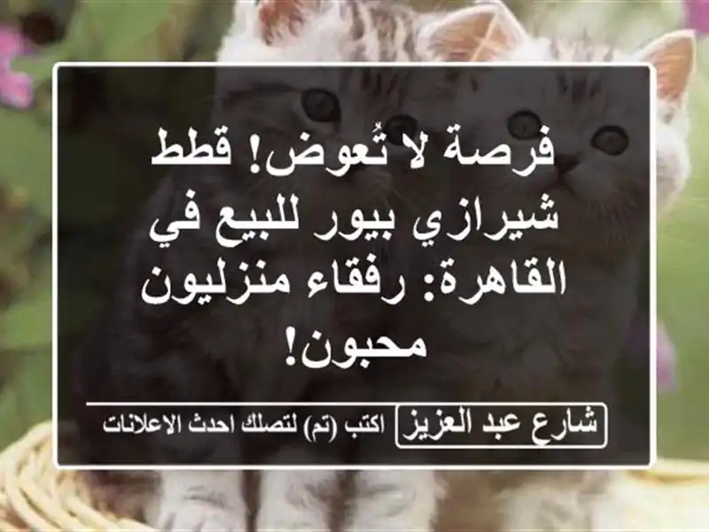 فرصة لا تُعوض! قطط شيرازي بيور للبيع في القاهرة:...