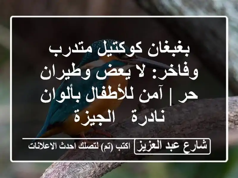 بغبغان كوكتيل متدرب وفاخر: لا يعض وطيران حر |...
