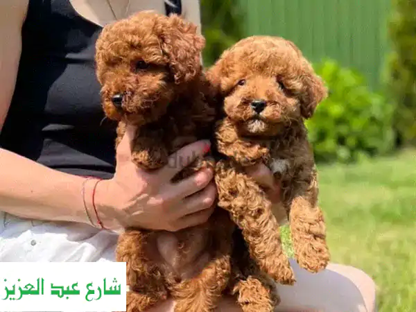 جراء تيدي بودل فاخرة - صحية وسعيدة! 🧸💖
