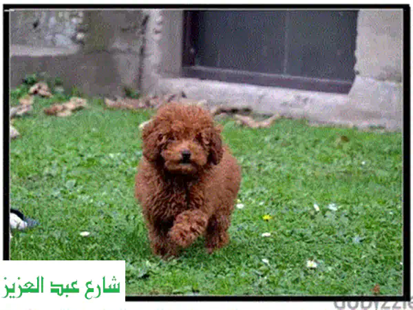 جراء تيدي بودل فاخرة - صحية وسعيدة! 🧸💖