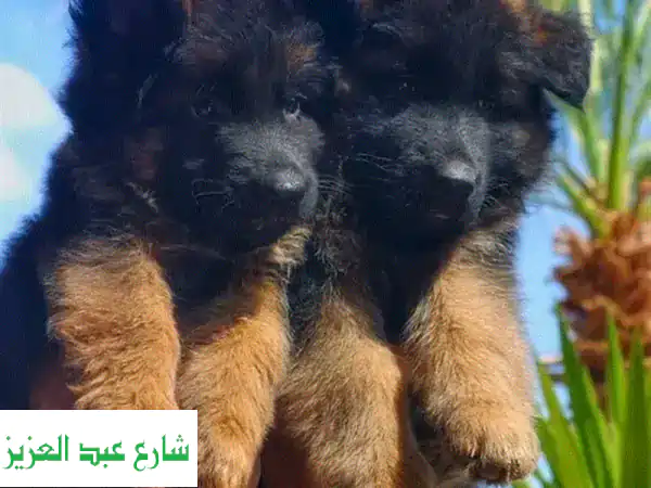 جروين جيرمن شيبرد شولاين أصليين 🇩🇪 (ذكر وأنثى) 45 يوم...