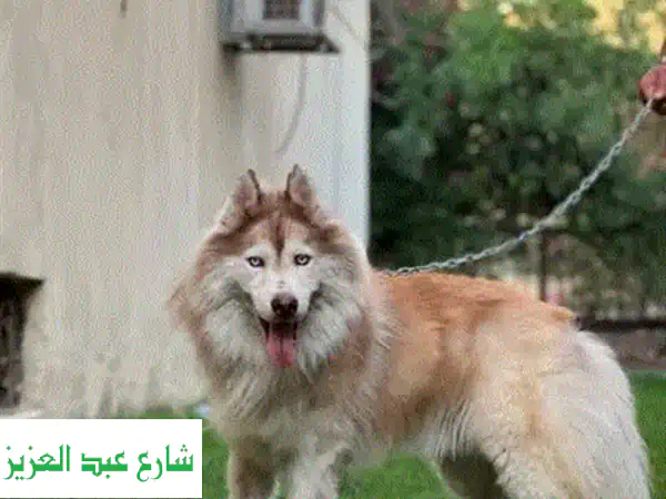 جروين جيرمن شيبرد شولاين أصليين 🇩🇪 (ذكر وأنثى) 45 يوم - أهالي مستوردة - مواصفات عالمية للبيع!