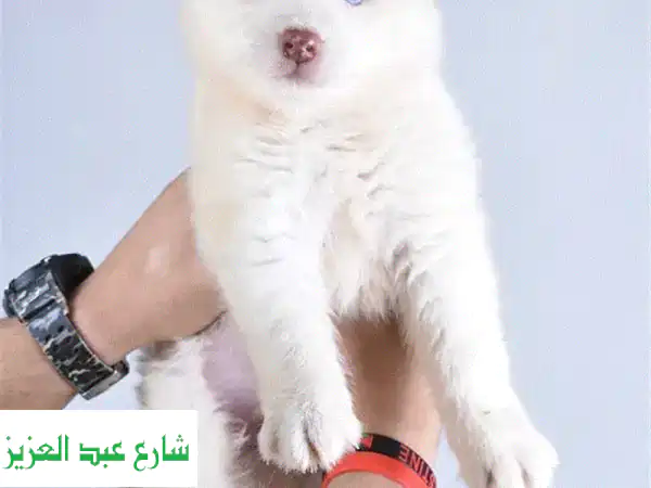 جراوي هاسكي ماليموت فرو طويل - أجمل رفقاء...