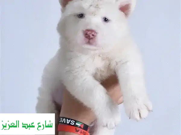 جراوي هاسكي ماليموت فرو طويل - أجمل رفقاء الحياة ينتظرونك!