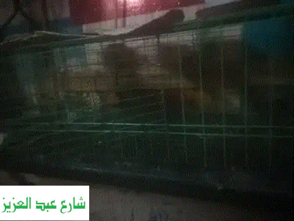 بياضات كوكتيل واسترالي مستعملة بحالة ممتازة - المنصورة