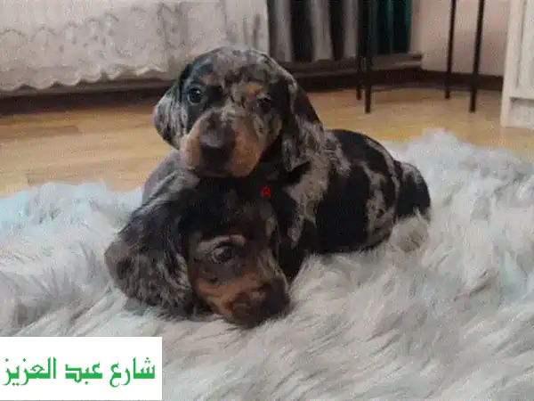 جرو داشهوند ميرل للبيع - أنثى وذكر متوفران!