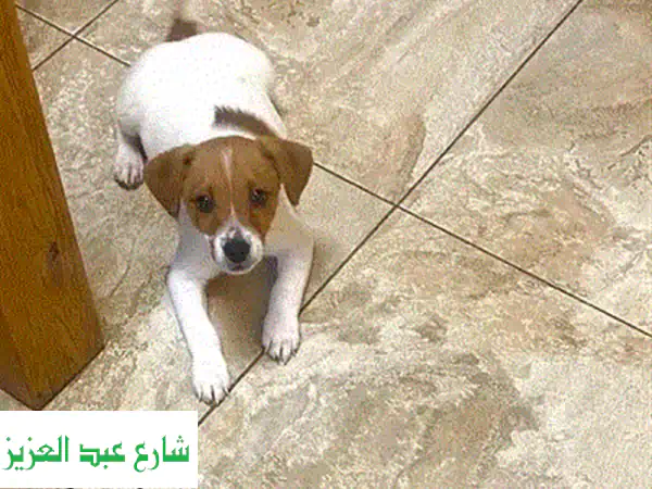جرو داشهوند ميرل للبيع - أنثى وذكر متوفران!