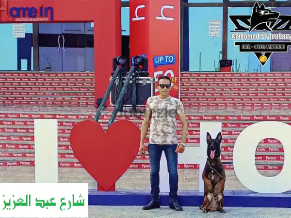 درب كلبك بذكاء: طاعة، حماية، وانسجام بدون سلسلة! ✨