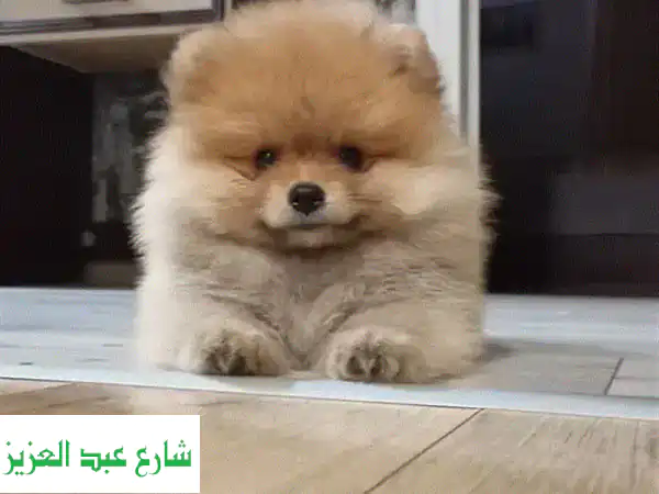جرو بوميرانيان رقيق:  أكثر من مجرد حيوان أليف! (سعر مميز)