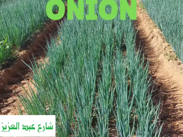 بصل أخضر مصري طازج جملة | شركة الشمس: جودة تصدير 150-200 جم