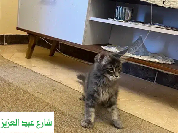 أفخم قطط ميني كون إناث فضية للبيع | كيتنز نادرة، حجم ضخم، جودة فائقة وآباء مستوردين