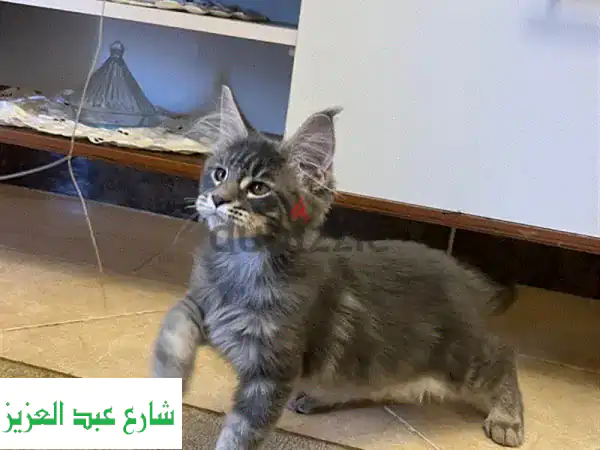 أفخم قطط ميني كون إناث فضية للبيع | كيتنز نادرة،...