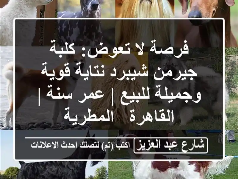 فرصة لا تعوض: كلبة جيرمن شيبرد نتاية قوية وجميلة...