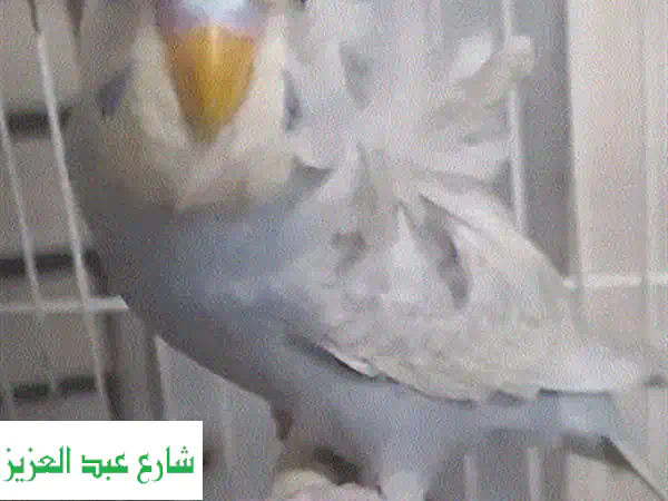 نتاية رينبو فلل موف جولدن دبل شابة - جمال نادر...