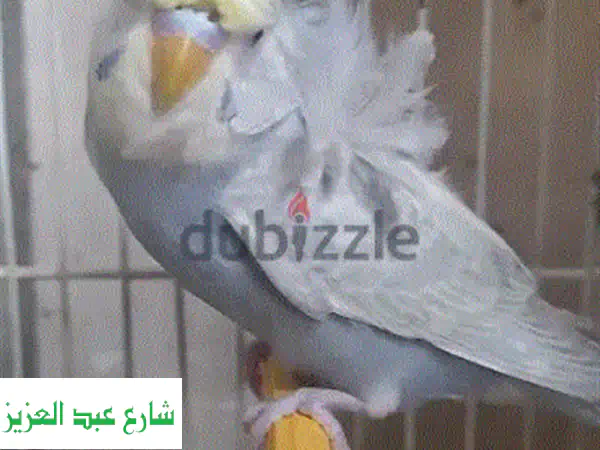 نتاية رينبو فلل موف جولدن دبل شابة - جمال نادر وألوان خلابة (3.5 شهور)