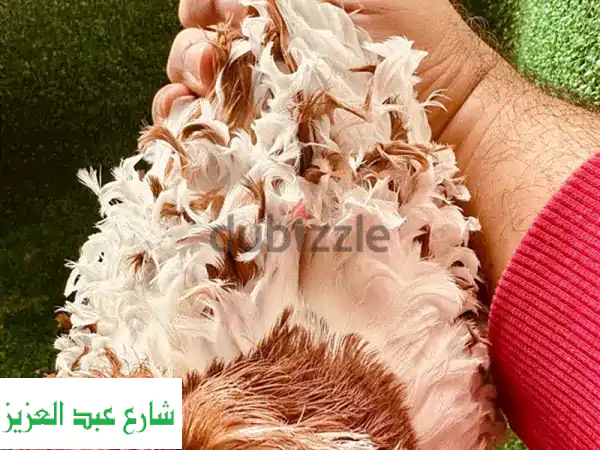 فرصة ذهبية: زوج حمام مفتل وايت سايد مستوى عالٍ –...