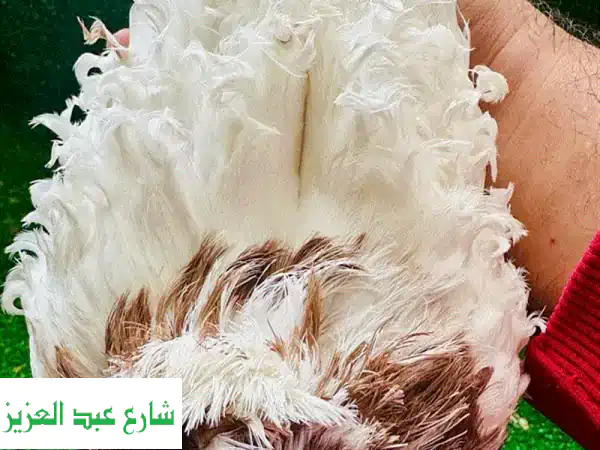 فرصة ذهبية: زوج حمام مفتل وايت سايد مستوى عالٍ – جاهز للتفريخ الآن!