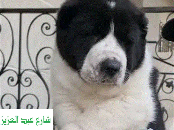 الاباي XXL للبيع: فخامة، ضخامة، وخطوط دم رومانية...