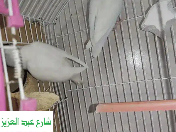 أزواج طيور روز ألبينو (مزرعة دينا) وكوكتيل منتجة...