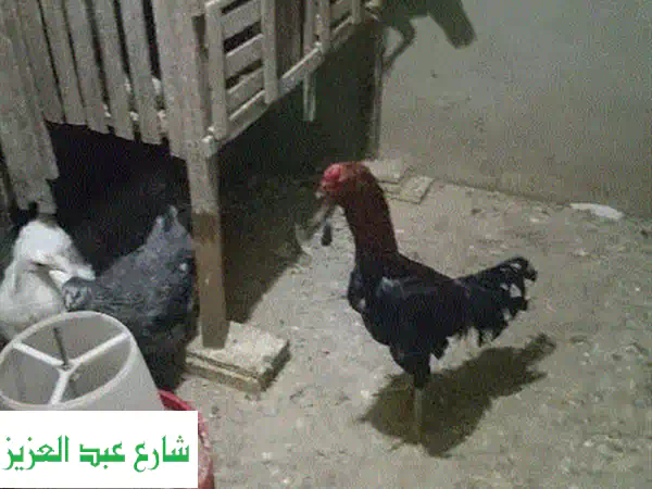 ✨ فرصة ذهبية: دجاج براهما وهندي بيور (أول شغل) | ذكر ونتايات مميزة للبيع