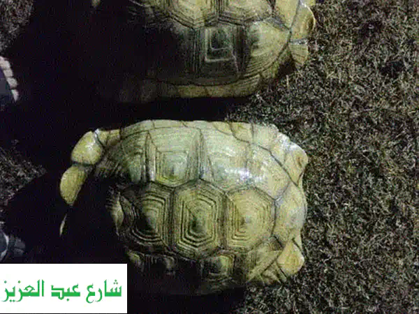 فرصة نادرة: زوج سلاحف سلكاتا عملاقة (ذكر وأنثى) +50...