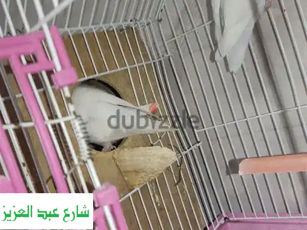 أزواج طيور روز ألبينو (مزرعة دينا) وكوكتيل منتجة للبيع | جاهزة بالقفص والعش | حيوانات أليفة نادرة وهوايات