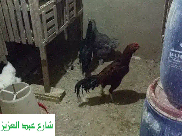 ✨ فرصة ذهبية: دجاج براهما وهندي بيور (أول شغل) |...