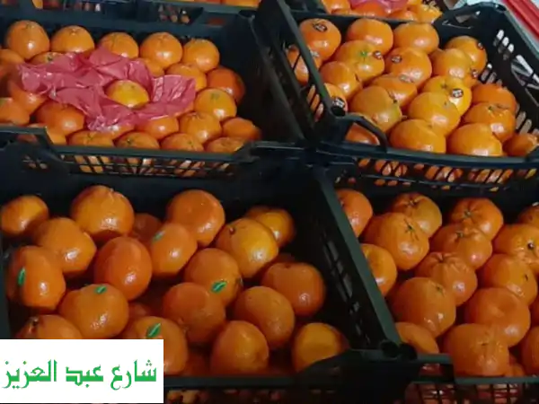 الشمس: يوسفي طازج فاخر للتصدير | أجود أنواع المندرين