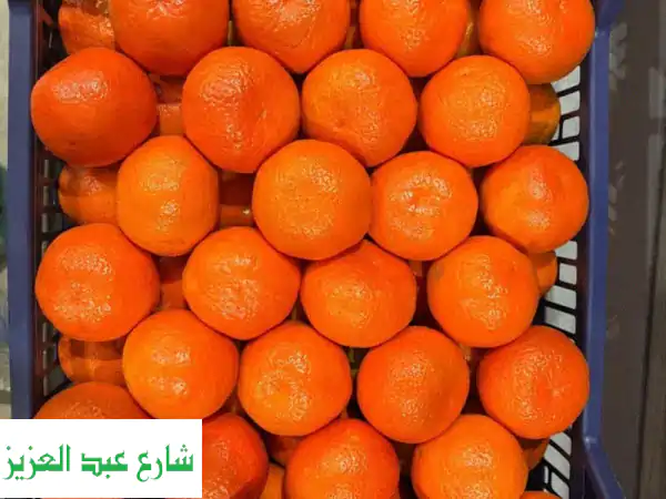 الشمس: يوسفي طازج فاخر للتصدير | أجود أنواع المندرين