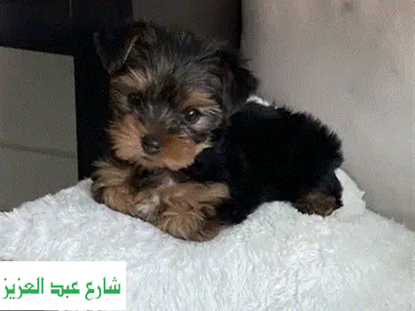 يوركشاير تي كاب للبيع 🐶 أصلية بدم أبطال – أجمل كلاب صغيرة جاهزة لمنزلك!