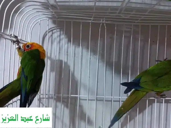 فرصة ذهبية: جوز جنداي ريد فاكتور منتج (بطن حمراء دم) بالتحليل ودبل مغلقة - صحة وجمال لا يضاهى | 6 أكتوبر